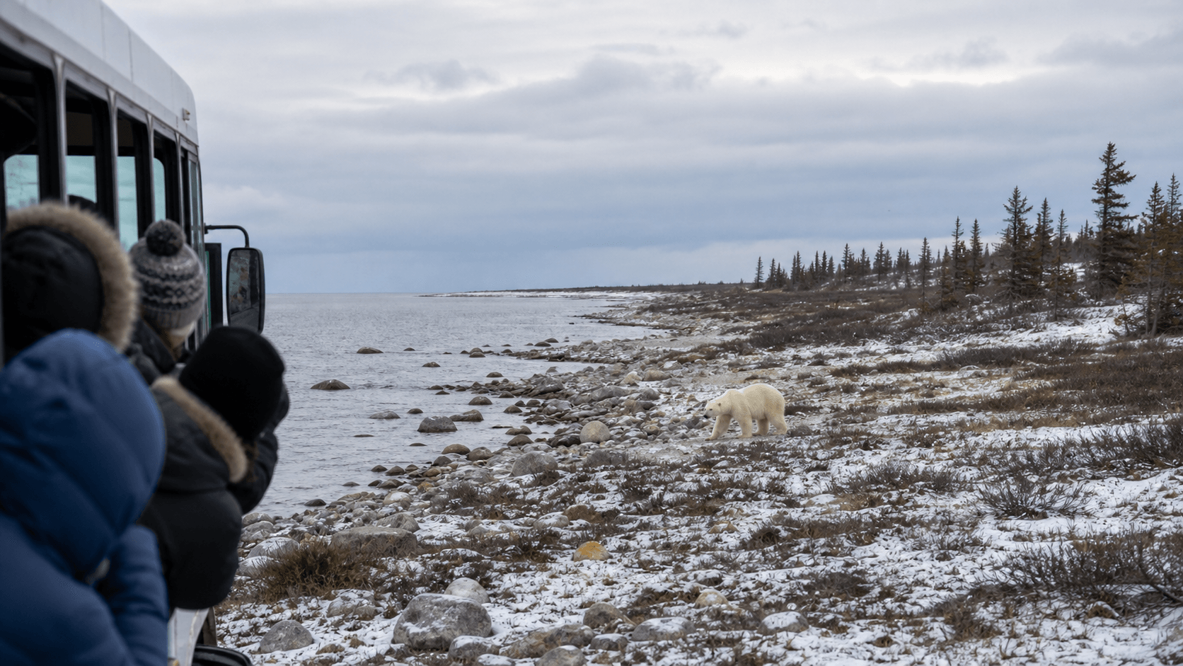 Watch polar bears pace the shore in Churchill
