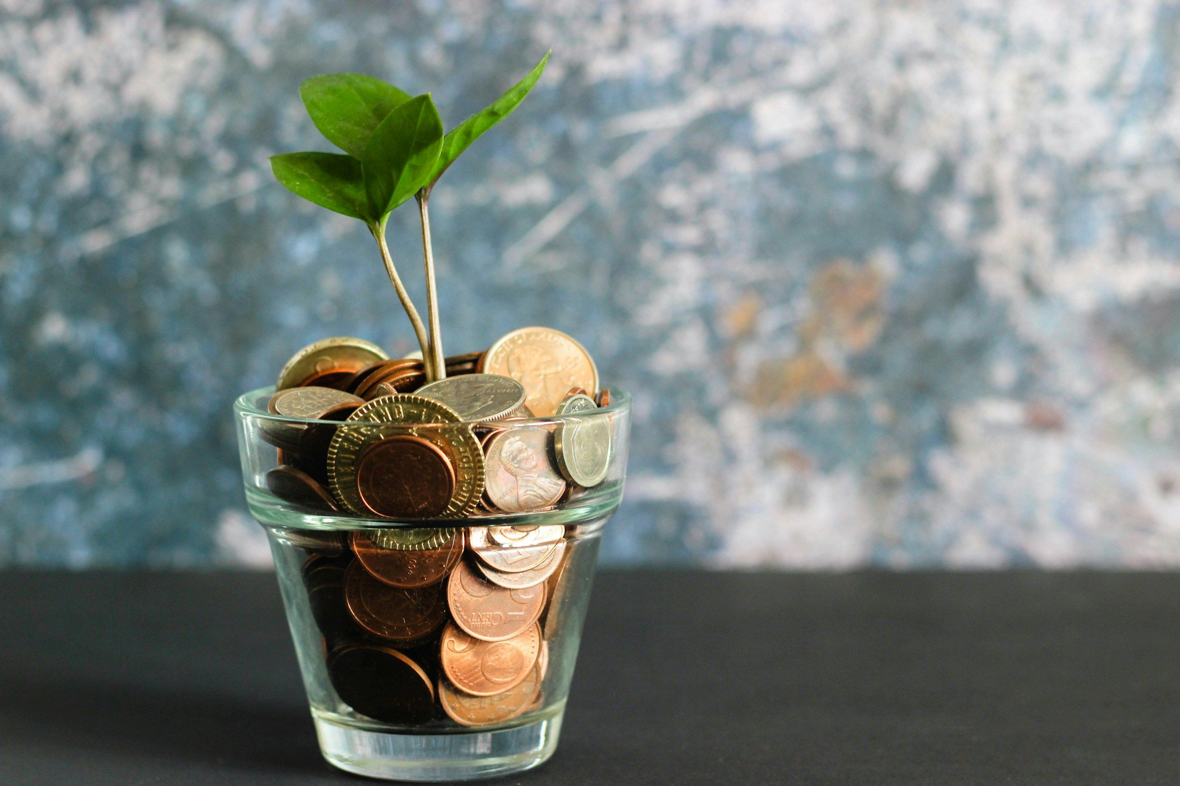 Green plant in a clear glass vase