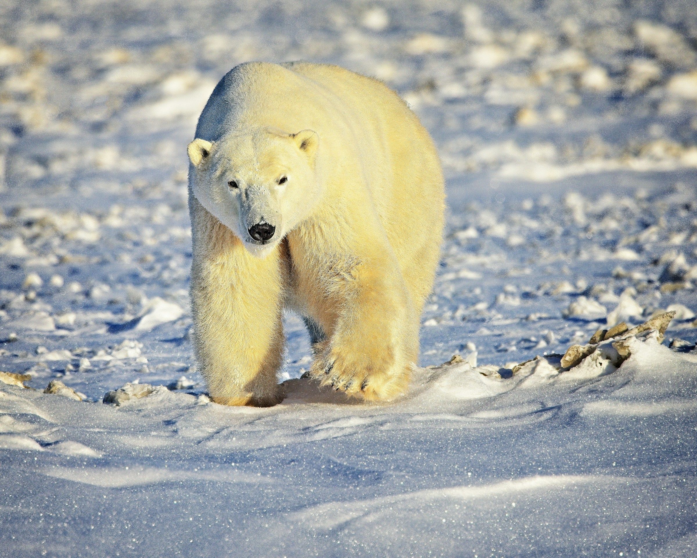 Polar bear walking across snow near Churchill, Manitoba