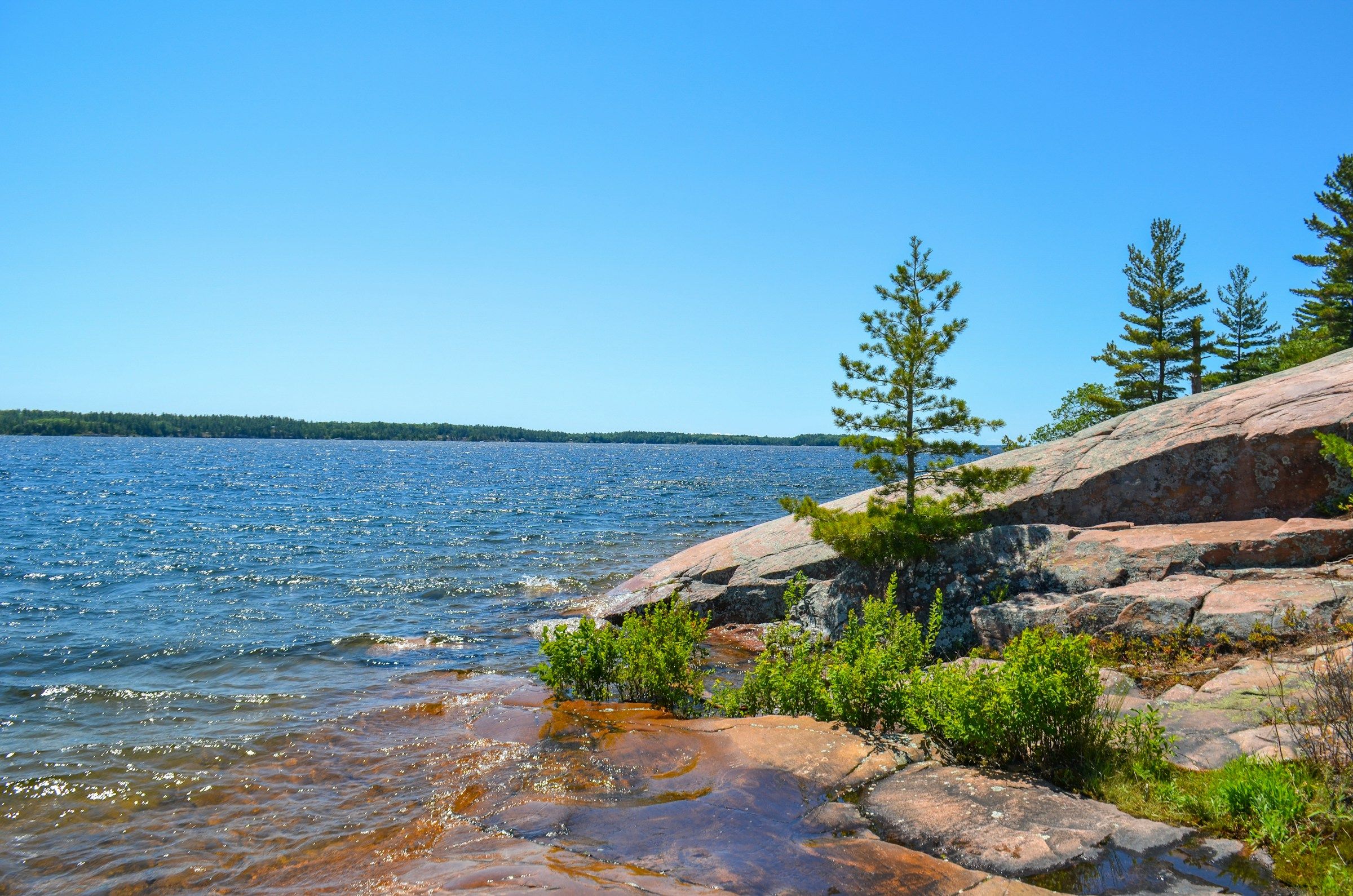 Wind-shaped pines on pink granite above blue water at a provincial park shoreline