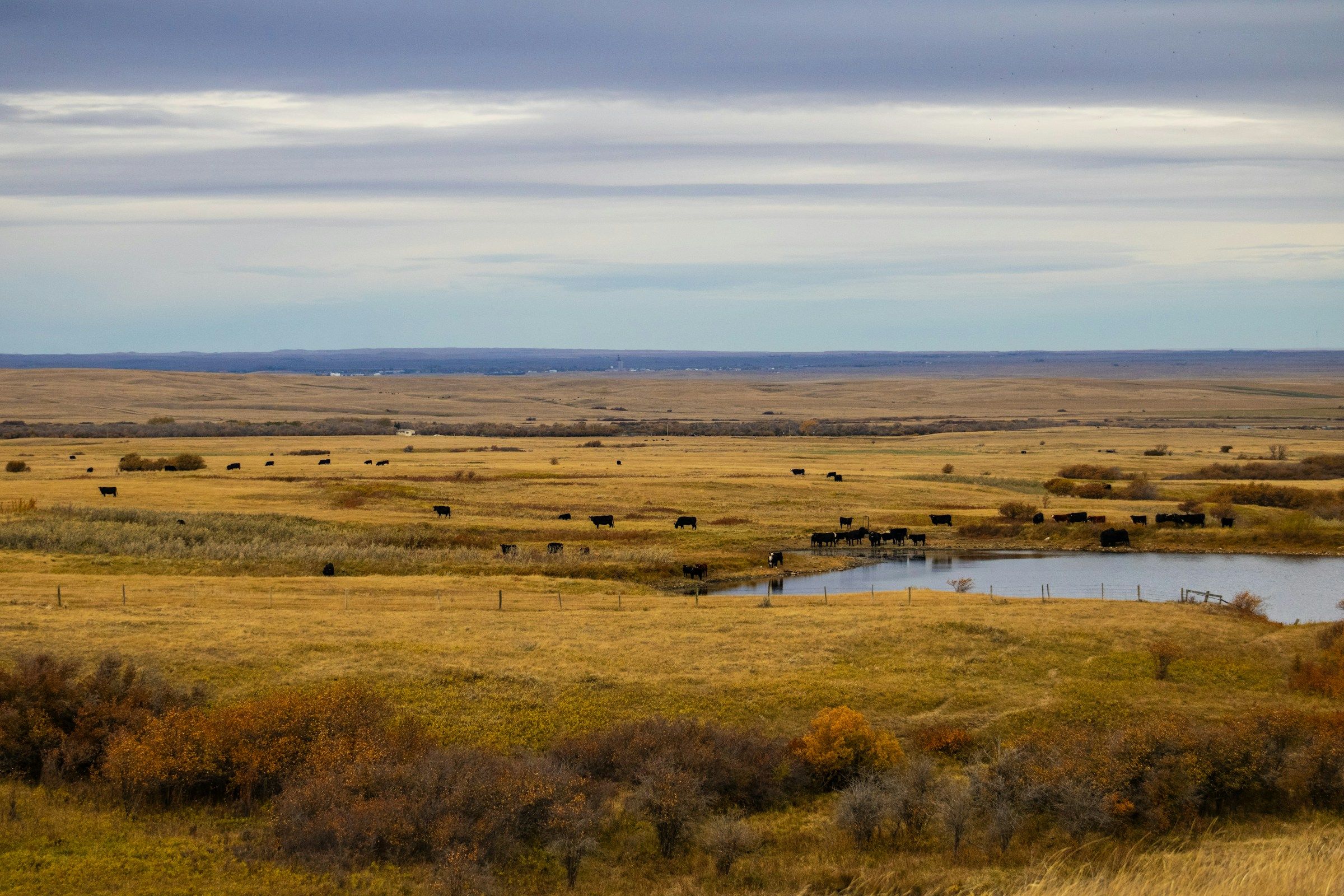 Cattle grazing in a wide golden prairie landscape with low hills on the horizon