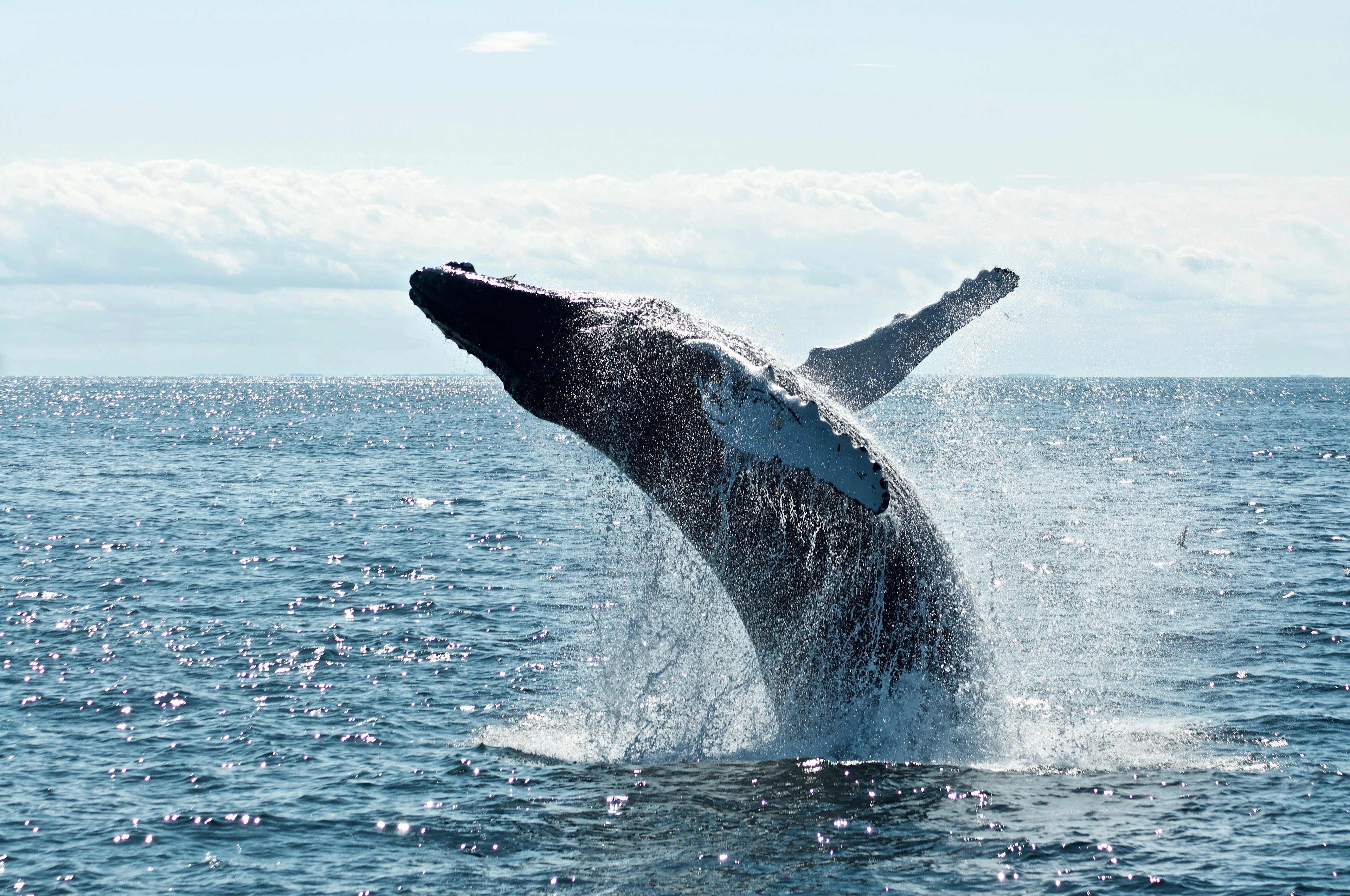 A humpback whale breaching in open ocean water