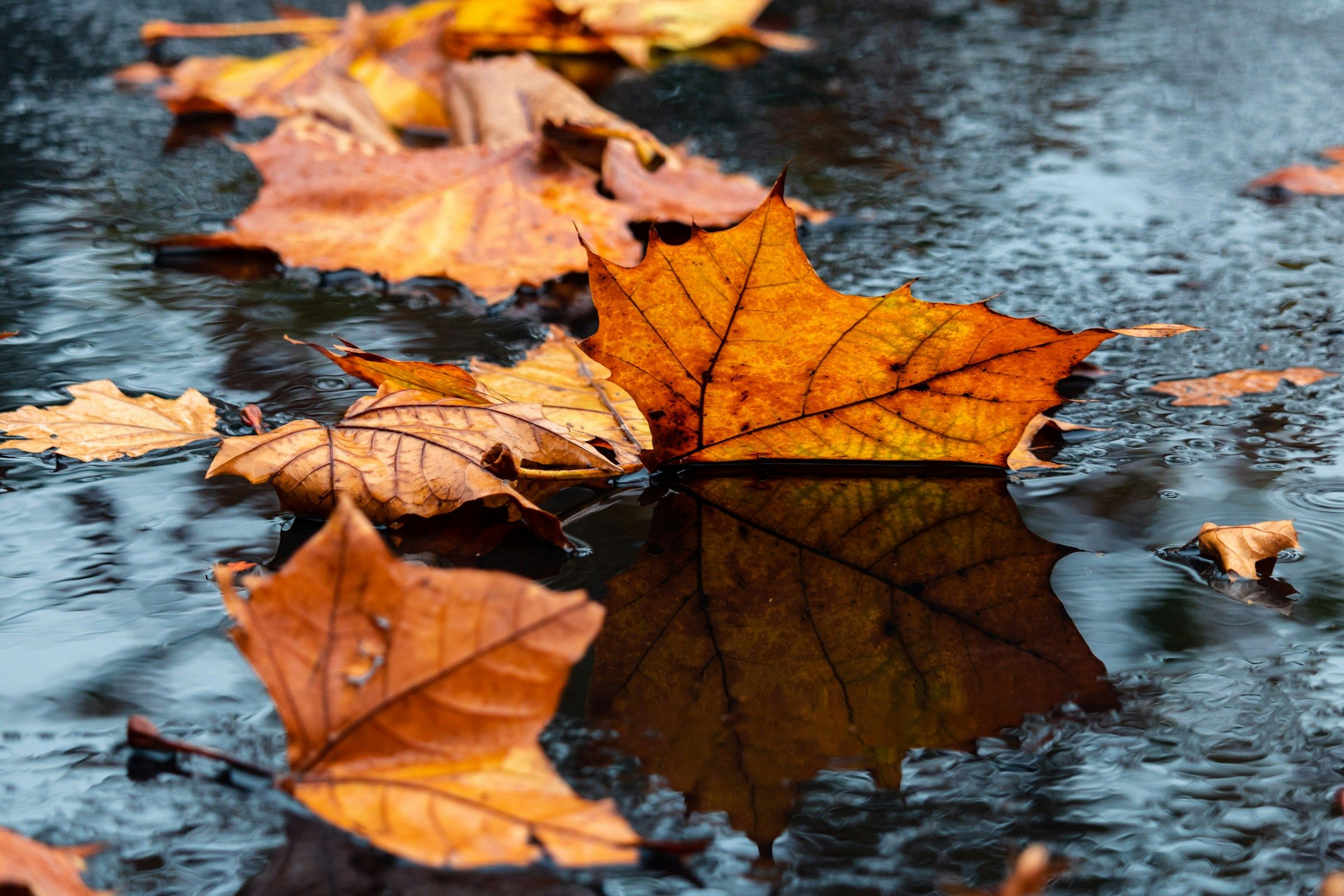 A brown oak leaf resting on the ground in close-up